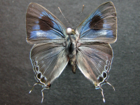 Hypolycaena phorbas phorbas - Adult